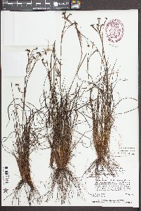 Sisyrinchium fuscatum image