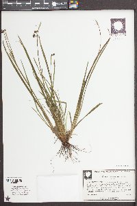 Sisyrinchium atlanticum image