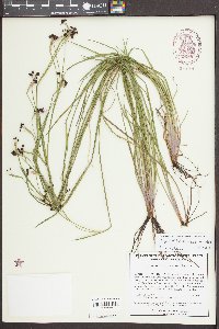 Sisyrinchium atlanticum image