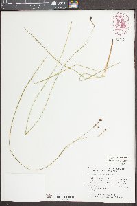 Sisyrinchium atlanticum image