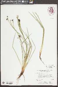 Sisyrinchium atlanticum image