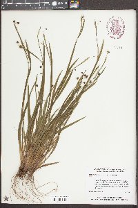 Sisyrinchium atlanticum image