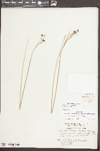 Sisyrinchium atlanticum image