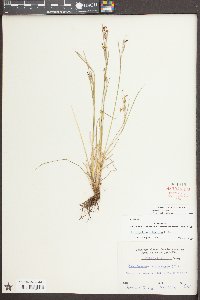 Sisyrinchium atlanticum image