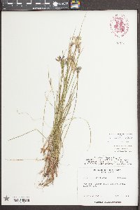 Sisyrinchium capillare image