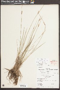 Sisyrinchium capillare image