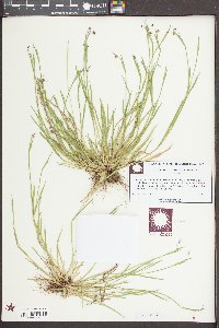 Sisyrinchium mucronatum image