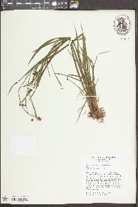 Sisyrinchium mucronatum image