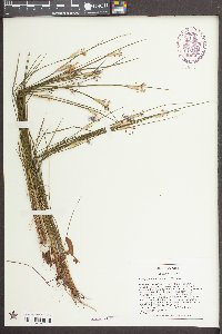 Sisyrinchium mucronatum image