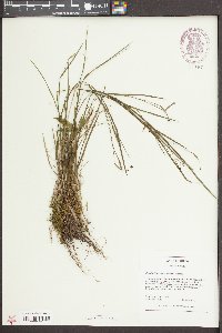 Sisyrinchium mucronatum image