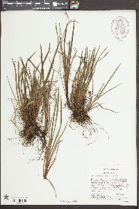 Sisyrinchium mucronatum image