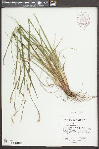 Sisyrinchium mucronatum image