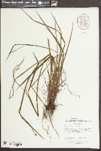 Sisyrinchium mucronatum image