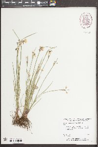 Sisyrinchium mucronatum image
