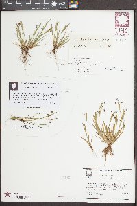 Sisyrinchium rosulatum image