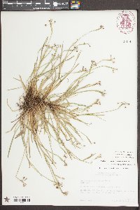 Sisyrinchium rosulatum image