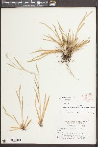 Sisyrinchium rosulatum image