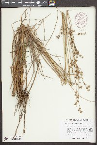Juncus brachycarpus image