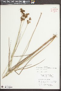 Juncus brachycarpus image