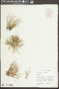 Juncus bufonius var. bufonius image