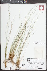 Juncus coriaceus image