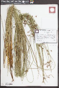 Juncus coriaceus image