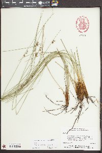 Juncus coriaceus image