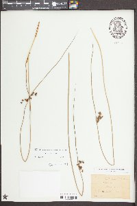 Juncus coriaceus image