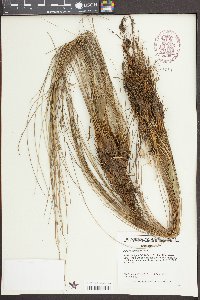 Juncus coriaceus image