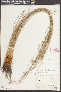 Juncus coriaceus image