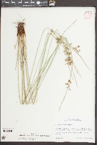 Juncus coriaceus image