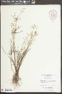 Juncus debilis image