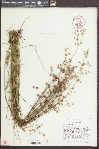 Juncus debilis image