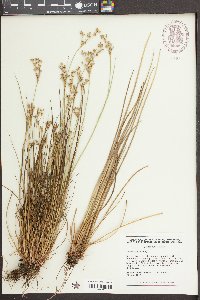 Juncus debilis image