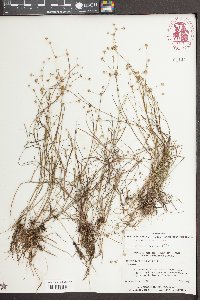 Juncus debilis image