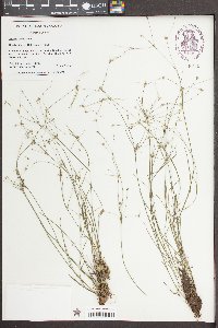 Juncus debilis image