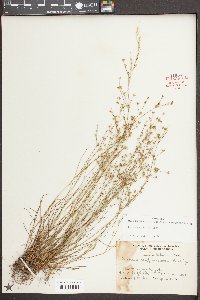 Juncus debilis image