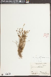 Juncus debilis image