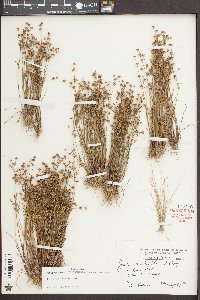 Juncus debilis image