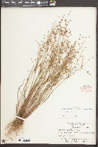 Juncus debilis image