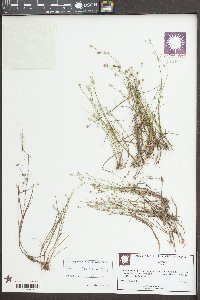 Juncus debilis image