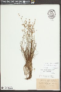 Juncus debilis image
