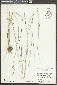 Juncus debilis image