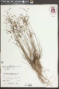 Juncus debilis image