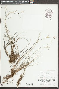 Juncus debilis image