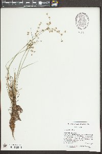 Juncus debilis image