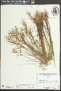 Juncus diffusissimus image