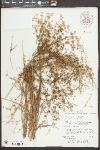 Juncus diffusissimus image