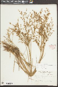 Juncus diffusissimus image