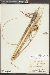 Juncus effusus var. solutus image